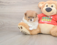 6 week old Pomeranian Puppy For Sale - Windy City Pups