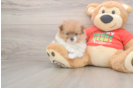 Best Pomeranian Baby