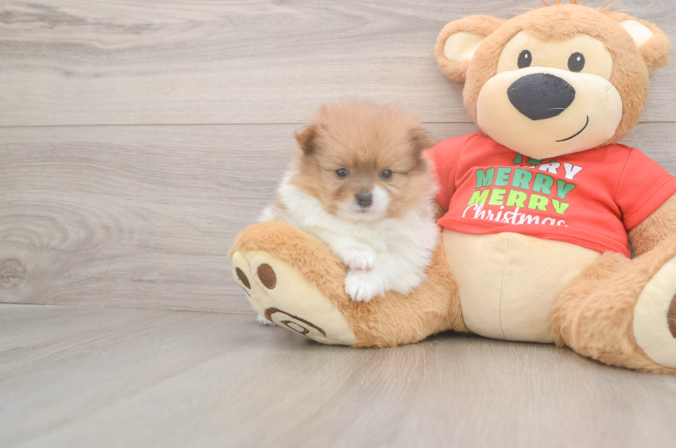 6 week old Pomeranian Puppy For Sale - Windy City Pups