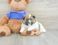 6 week old Pomeranian Puppy For Sale - Windy City Pups