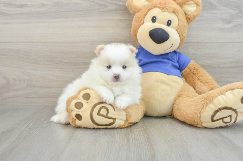 5 week old Pomeranian Puppy For Sale - Windy City Pups