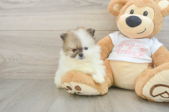 Funny Pomeranian Baby