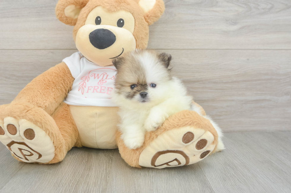 Akc Registered Pomeranian Purebred Pup