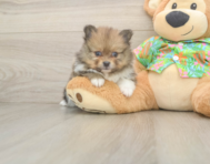 5 week old Pomeranian Puppy For Sale - Windy City Pups