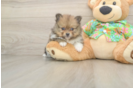 Akc Registered Pomeranian Baby
