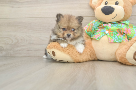 Akc Registered Pomeranian Baby