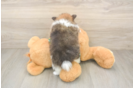 Akc Registered Pomeranian Purebred Pup