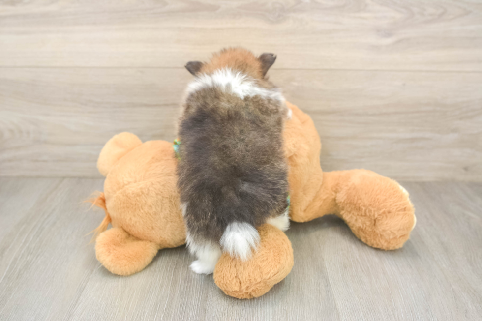 Akc Registered Pomeranian Purebred Pup