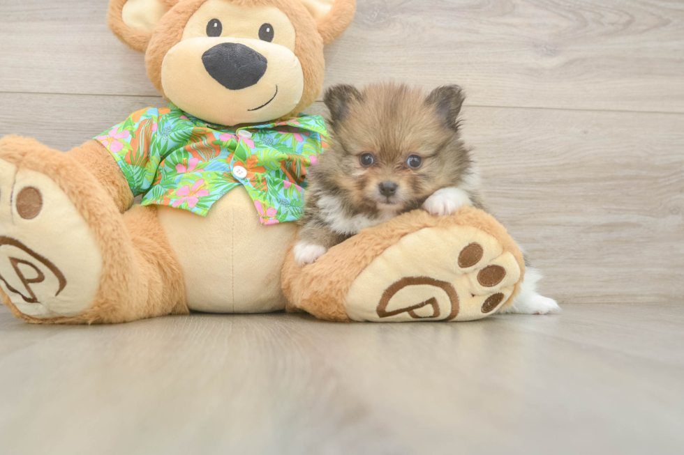 Akc Registered Pomeranian Baby