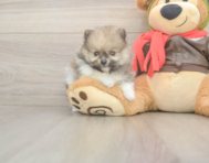 8 week old Pomeranian Puppy For Sale - Windy City Pups