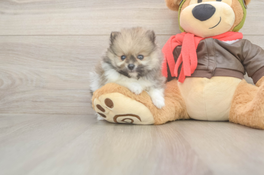 5 week old Pomeranian Puppy For Sale - Windy City Pups Pomeranian Puppy for Adoption