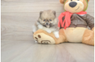 Meet Drew - our Pomeranian Puppy Photo  1/3 - Windy City Pups Pomeranian Puppy for Adoption