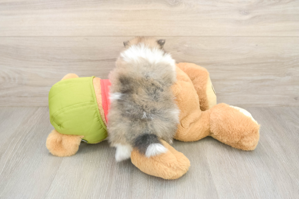 Meet Drew - our Pomeranian Puppy Photo  3/3 - Windy City Pups Fluffy Pom Purebred Puppy
