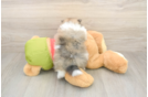 Meet Drew - our Pomeranian Puppy Photo  3/3 - Windy City Pups Fluffy Pom Purebred Puppy