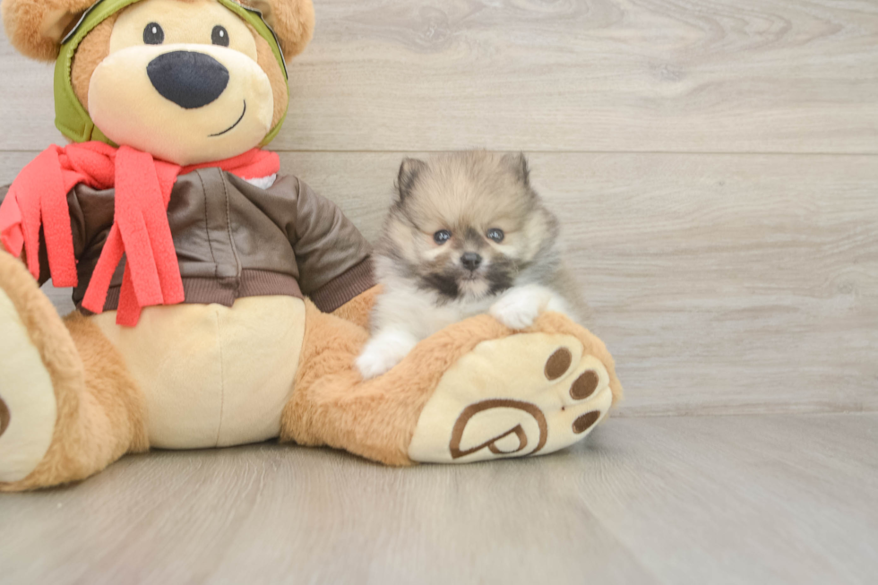Meet Drew - our Pomeranian Puppy Photo  2/3 - Windy City Pups Cute Swergspitz Purebred Puppy
