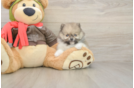 Meet Drew - our Pomeranian Puppy Photo  2/3 - Windy City Pups Cute Swergspitz Purebred Puppy
