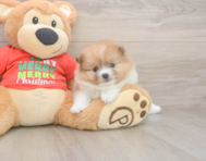 6 week old Pomeranian Puppy For Sale - Windy City Pups