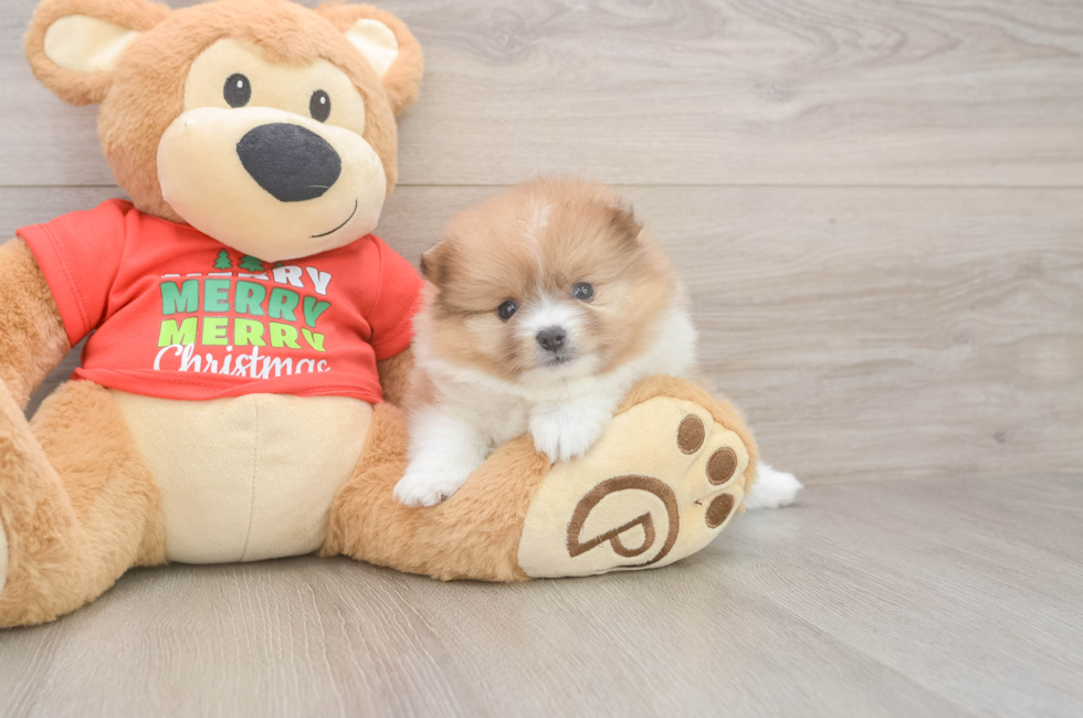 6 week old Pomeranian Puppy For Sale - Windy City Pups