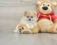 7 week old Pomeranian Puppy For Sale - Windy City Pups