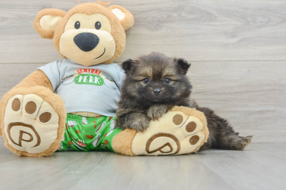 5 week old Pomeranian Puppy For Sale - Windy City Pups