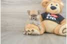 Best Pomeranian Baby