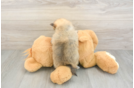 Adorable Loulou Purebred Puppy