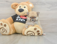 7 week old Pomeranian Puppy For Sale - Windy City Pups