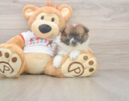 8 week old Pomeranian Puppy For Sale - Windy City Pups