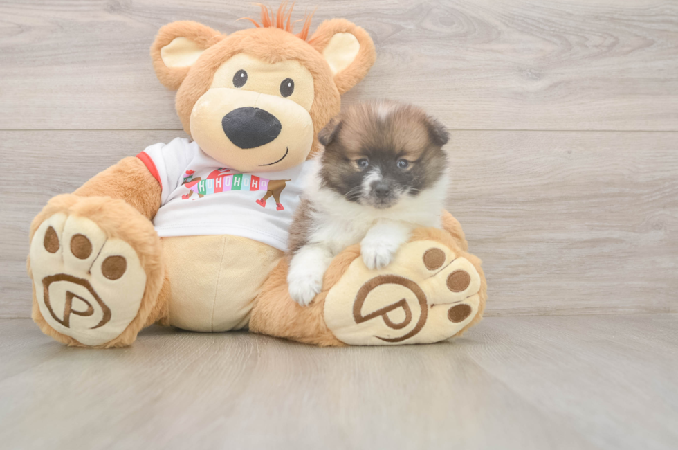 5 week old Pomeranian Puppy For Sale - Windy City Pups
