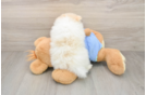 Best Pomeranian Baby