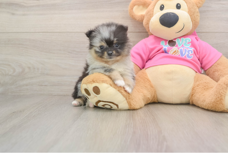 Pomeranian Puppy for Adoption