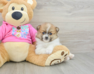 7 week old Pomeranian Puppy For Sale - Windy City Pups