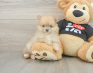 7 week old Pomeranian Puppy For Sale - Windy City Pups