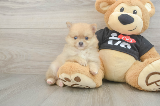 Pomeranian Pup Being Cute