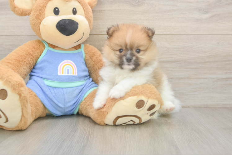 Best Pomeranian Baby
