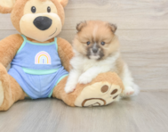 6 week old Pomeranian Puppy For Sale - Windy City Pups
