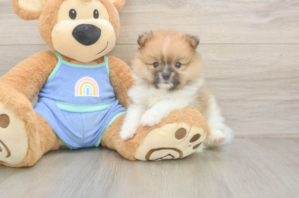 6 week old Pomeranian Puppy For Sale - Windy City Pups