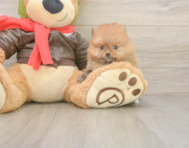 6 week old Pomeranian Puppy For Sale - Windy City Pups