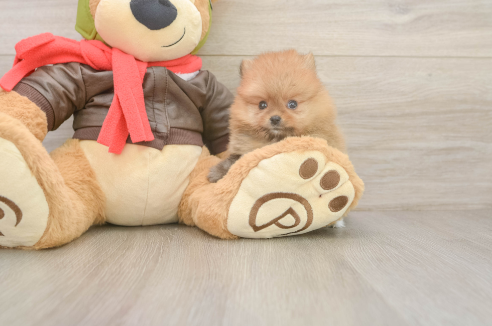6 week old Pomeranian Puppy For Sale - Windy City Pups