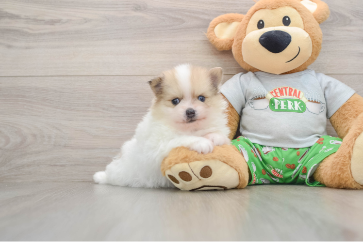 Happy Pom Dog Purebred Puppy