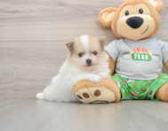8 week old Pomeranian Puppy For Sale - Windy City Pups