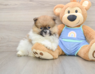 7 week old Pomeranian Puppy For Sale - Windy City Pups