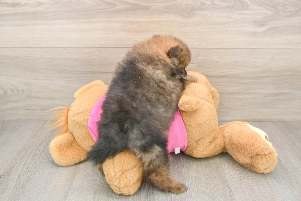Playful Pomeranian Purebred Pup
