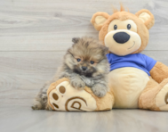 9 week old Pomeranian Puppy For Sale - Windy City Pups