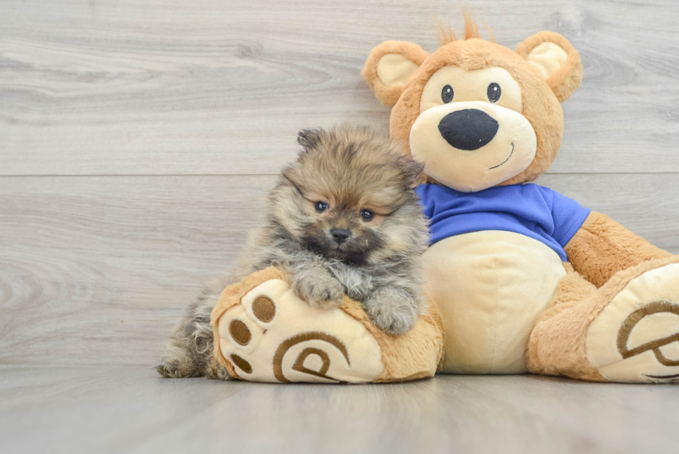 Fluffy Pomeranian Purebred Puppy