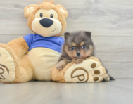 8 week old Pomeranian Puppy For Sale - Windy City Pups