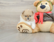 6 week old Pomeranian Puppy For Sale - Windy City Pups