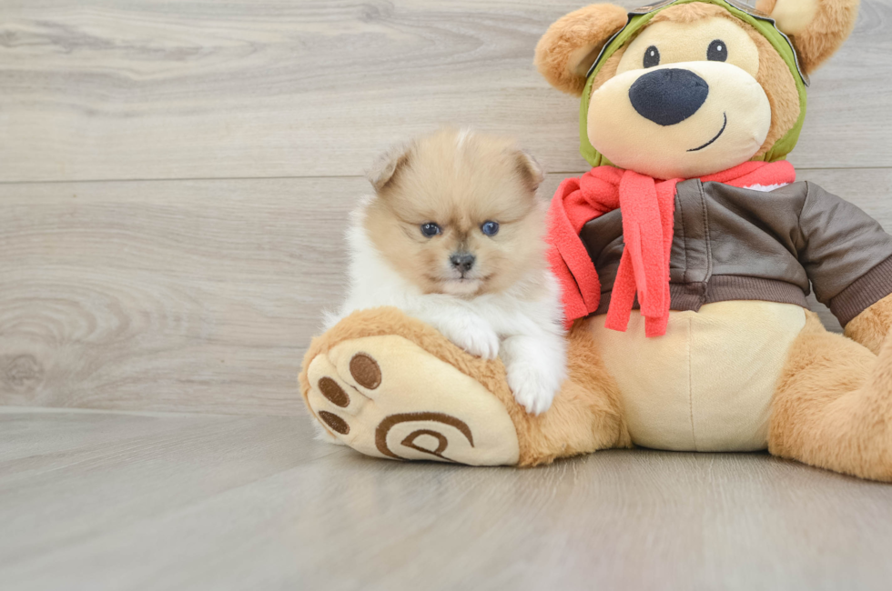 5 week old Pomeranian Puppy For Sale - Windy City Pups