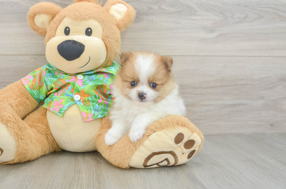 5 week old Pomeranian Puppy For Sale - Windy City Pups
