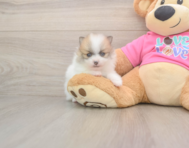 6 week old Pomeranian Puppy For Sale - Windy City Pups